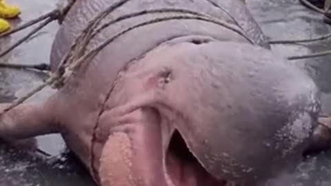 "Shadows & Legends".