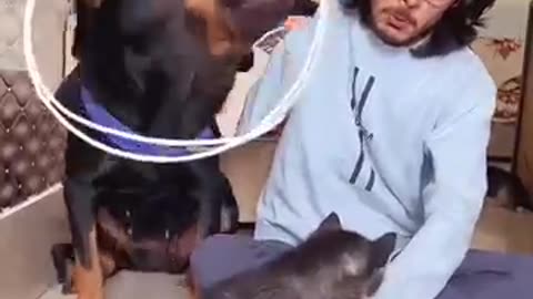 Incredible: Rottweiler protecting baby from owner #dog #rottweiler #husky #trend