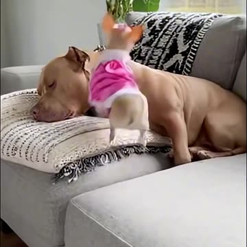 Super Mini Dog🐶🤭🤣