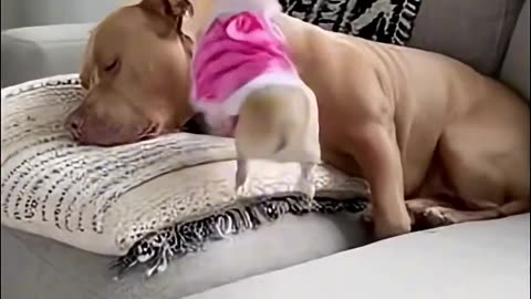 Super Mini Dog🐶🤭🤣