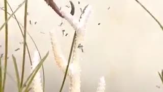 Breaking: Most unique eggs in the world part 3 #facts#animalfacts #wildlife