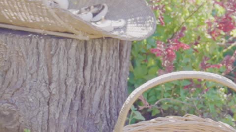 🍄 Garden Alchemy With Mushrooms | How To Boost Vitamin D Naturally