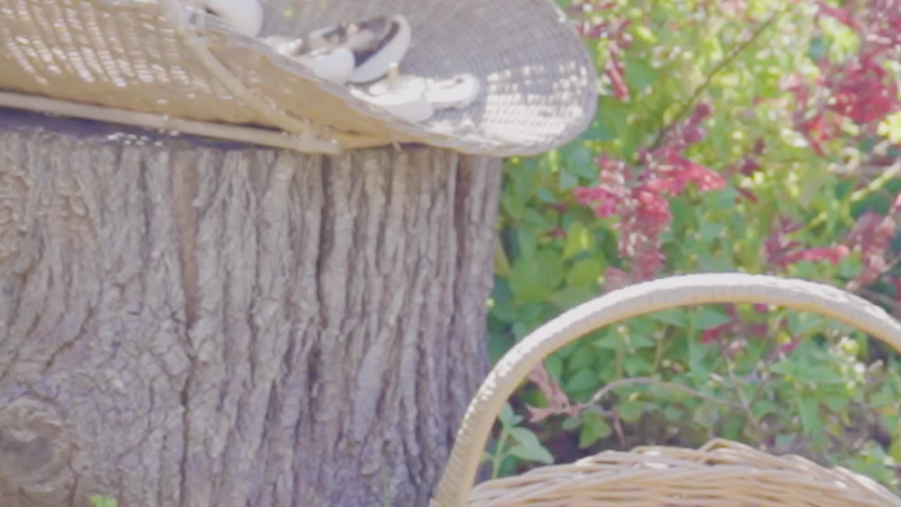 🍄 Garden Alchemy With Mushrooms | How To Boost Vitamin D Naturally