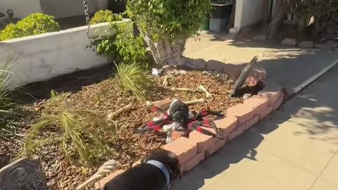 Can’t Trust These Halloween Decorations!