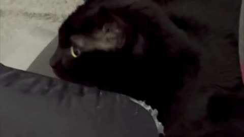Cute Precious Piper Has Her Office Chair Facing the Door - My Adopted Shelter Cat Vlog #shorts
