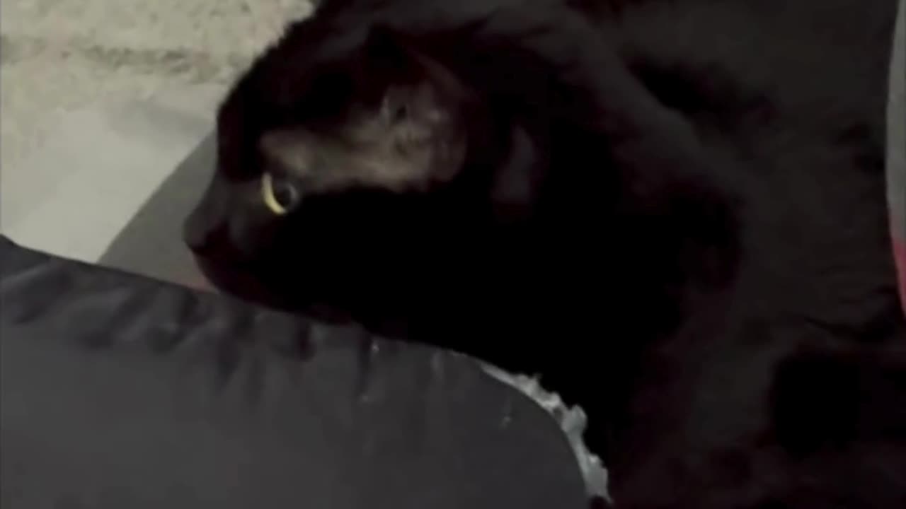 Cute Precious Piper Has Her Office Chair Facing the Door - My Adopted Shelter Cat Vlog #shorts
