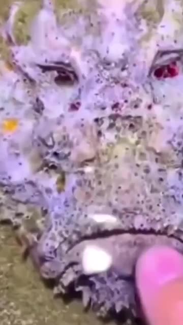 People Can’t Explain This Fish With a Human-Like Face