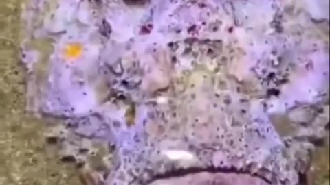 People Can’t Explain This Fish With a Human-Like Face