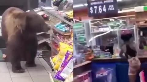 Animals are more civilized than blacks