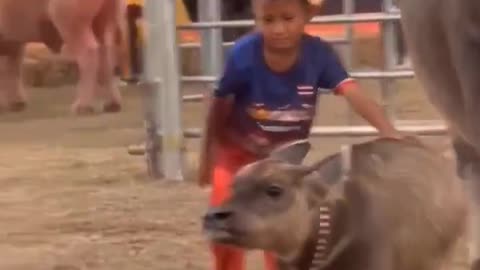 the baby buffalo is so cute 🐃😂