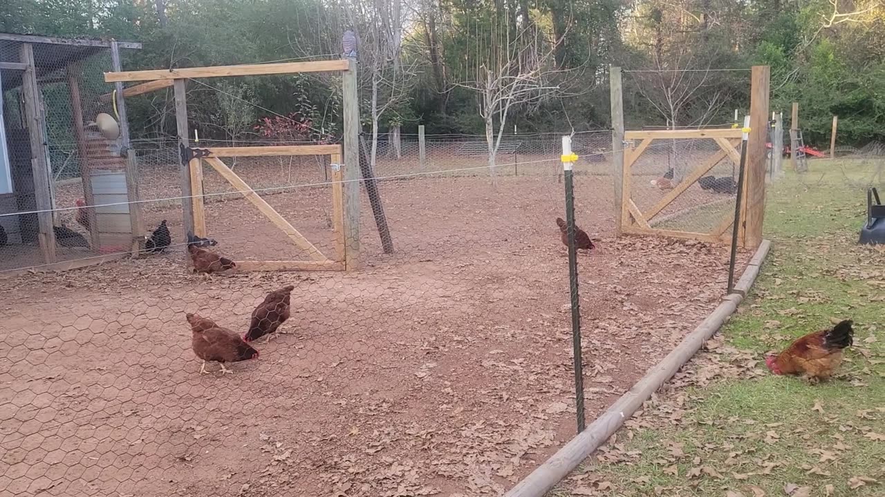 Checking in on the Turkeys and Chickens with the new nesting box.