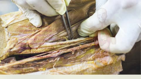 Anatomy Dissection Course - idissect.ca