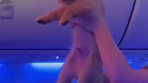 Flight attendant lifts everyone’s mood before takeoff 🐶✈️💙