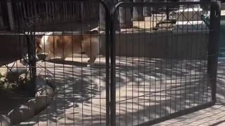 😂🚧 You Won't Believe This Fence Fail! Fence For Nothing | FunFM