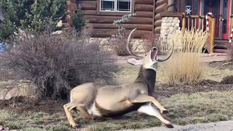 crazy deer heard a shot or something and fainted