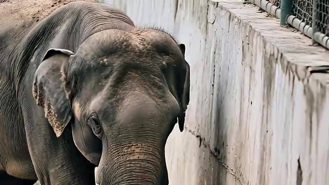Hero elephant rescues child