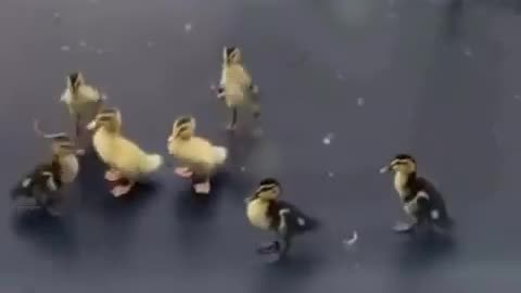 🤯😂 Watch Ducklings Take A Bouncy Ride On A Trampoline! | FeedMyCuriosity