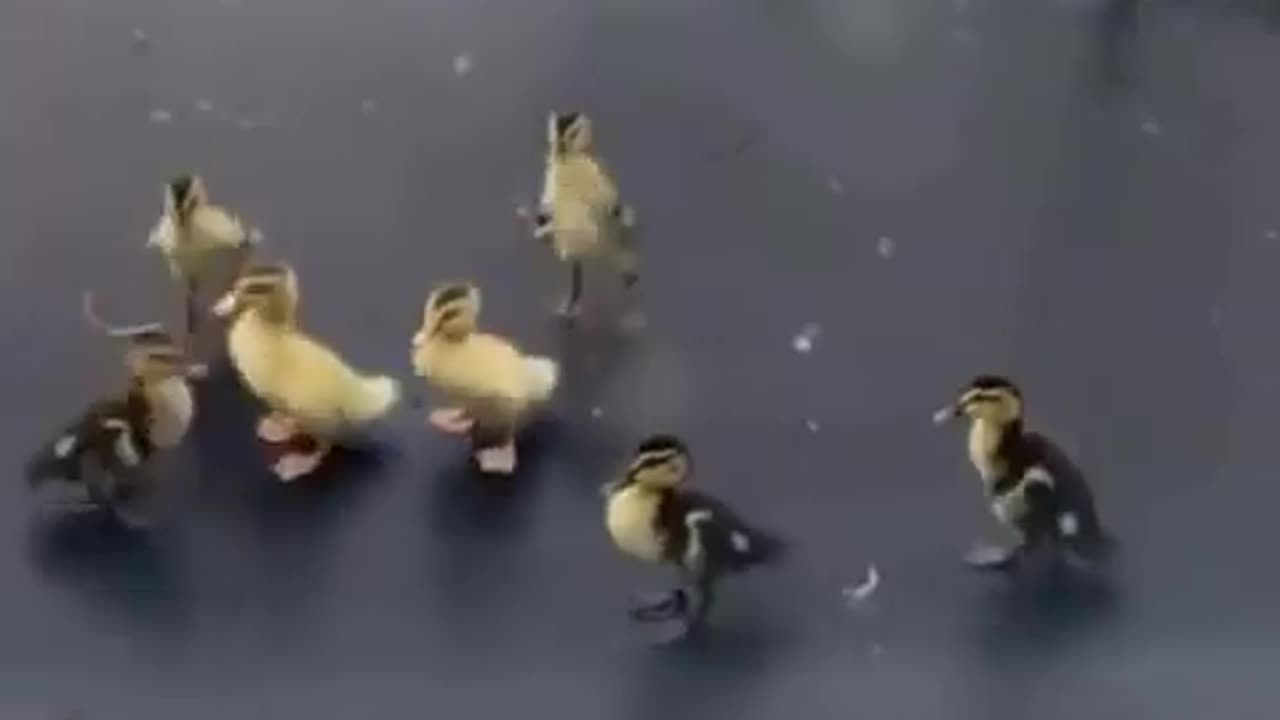 🤯😂 Watch Ducklings Take A Bouncy Ride On A Trampoline! | FeedMyCuriosity