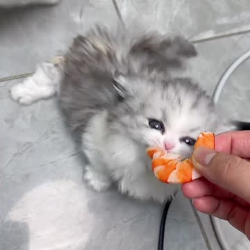 Adorable Short-Legged Cat