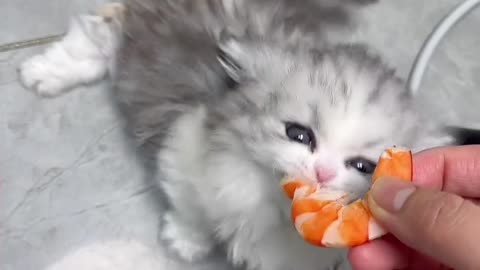 Adorable Short-Legged Cat
