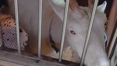 どうしたの？おなかの調子悪いの？山羊の芽衣ちゃん