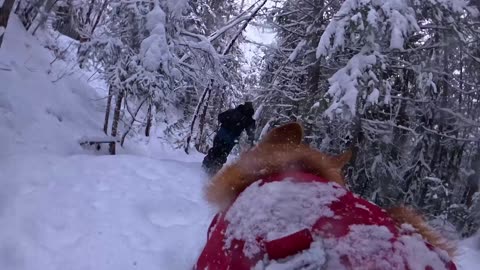 Skiing With My Dog via His POV