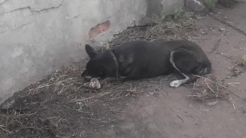 Dog eats bones