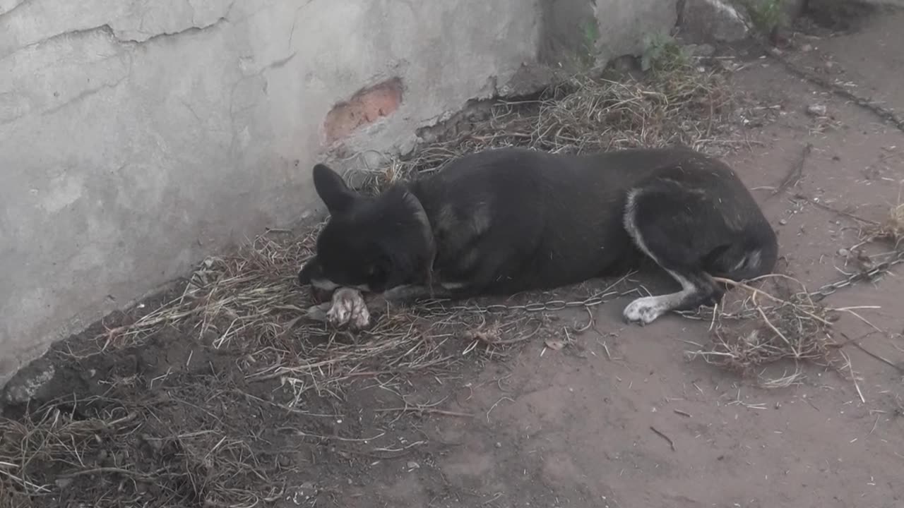 Dog eats bones