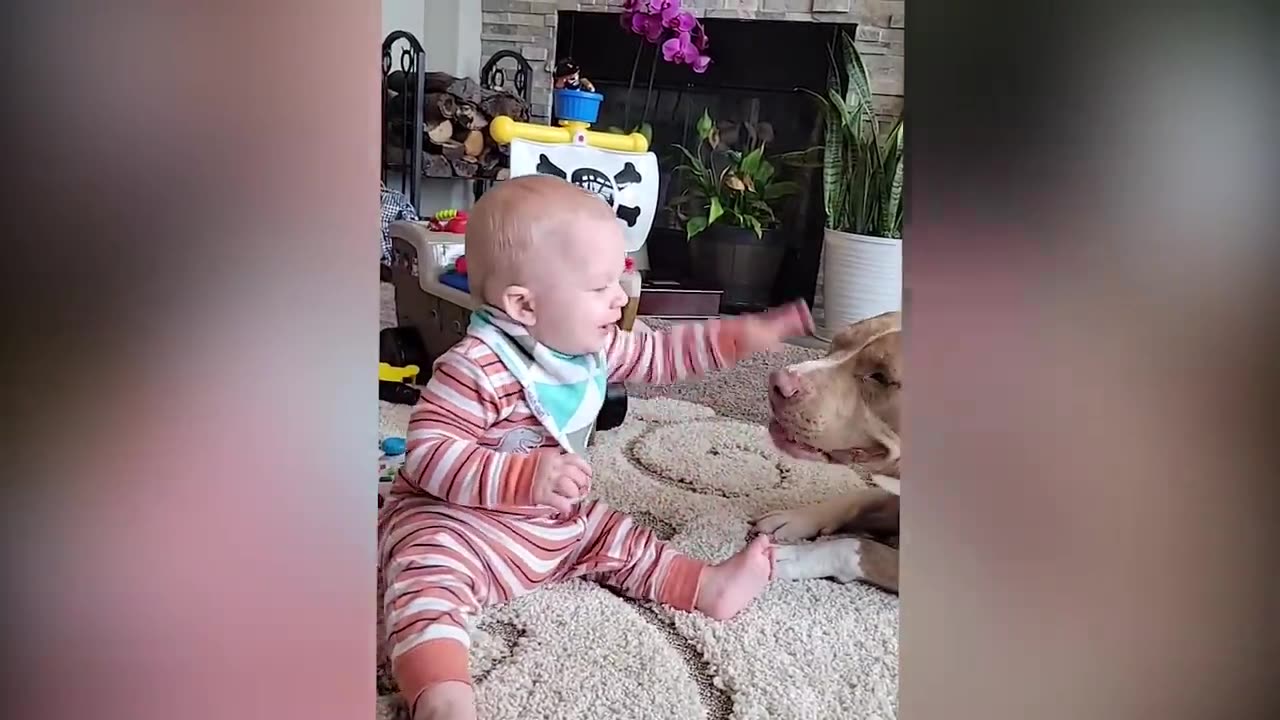 Funny Baby Animal Video Kids Video Animals Video