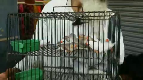 Karachi Birds market 9/ 11/25