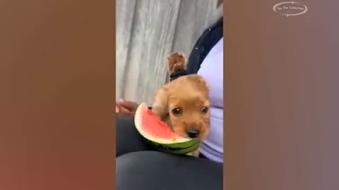 New Funny Cat and Dog Videos 😹🐶 Funniest Animals 🤣 Part 9