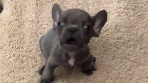 The barking of the little puppies is so fierce yet cute.it’s really hilarious!🐶