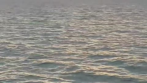 SUNSET with DOLPHINS #yacht