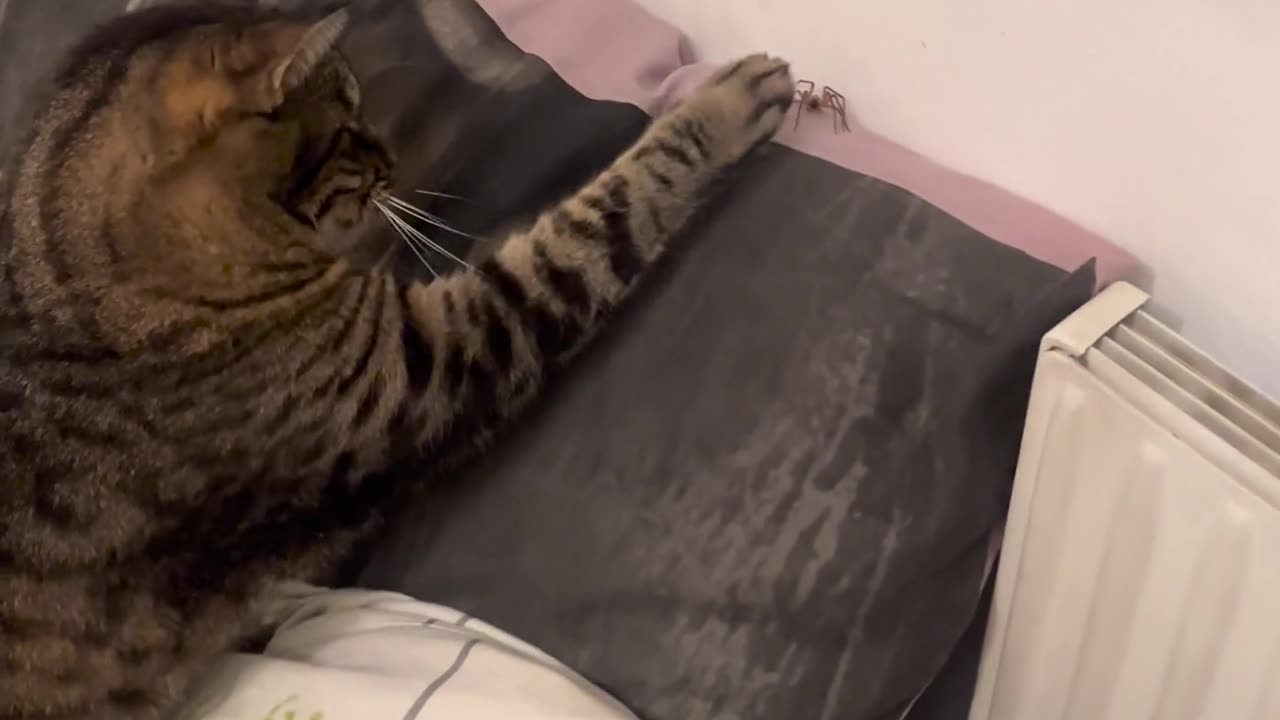 😂🐶 Wake Up Call from an Unlikely Source! | FunFM