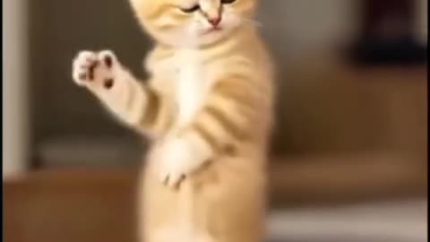 Cat Dancing