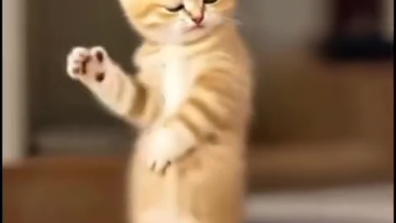 Cat Dancing