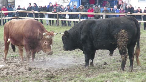 Garonja od Novalića vs Ljuban Šefko i Ernad Vrhovine
