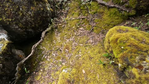 Adventuring through the forest above Churup