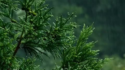 Your thoughts and words matter by Ed Delacruz #health #Healthy #healthadvice #reels #shorts