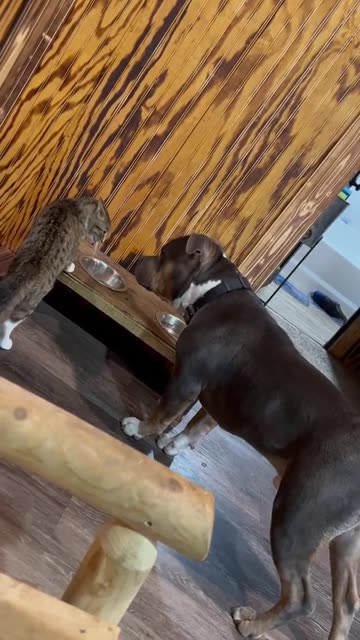 Submission sliqcaecat