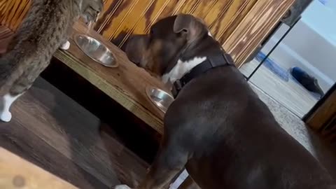 Submission sliqcaecat