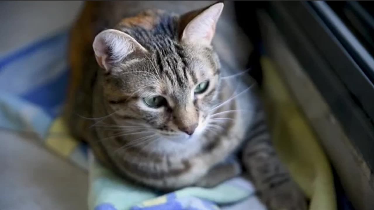 Cats are nearsighted but have excellent night vision