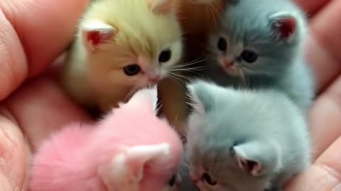 Cute kittens