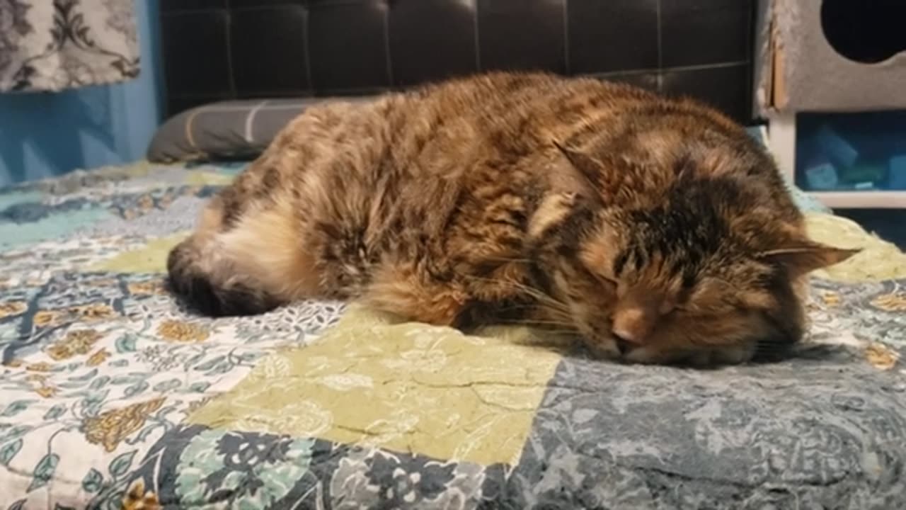 The Most Adorable Cat Relaxing Moment Ever – Pure Cozy Zen