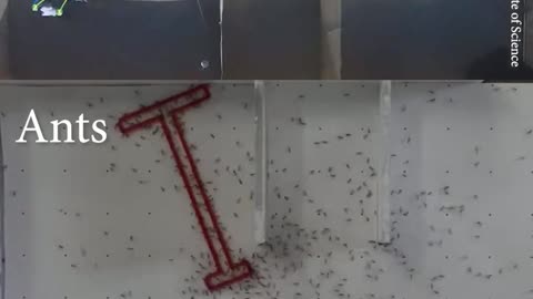 Ants Vs Humans Problem solving skills