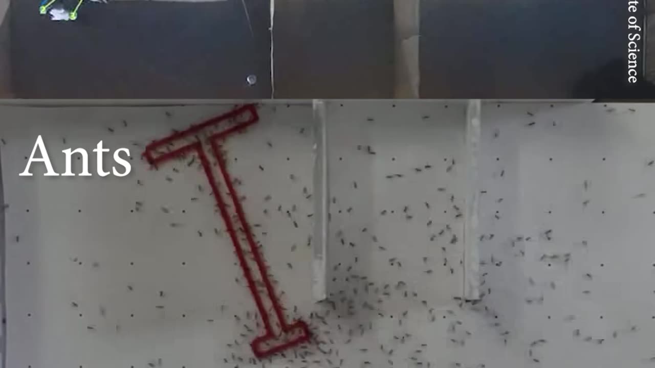 Ants Vs Humans Problem solving skills