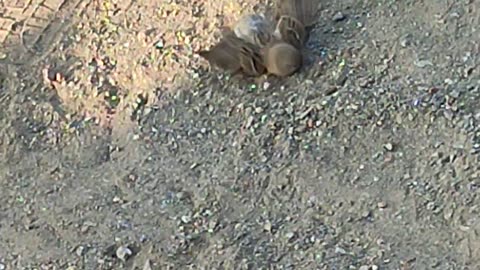 Birt