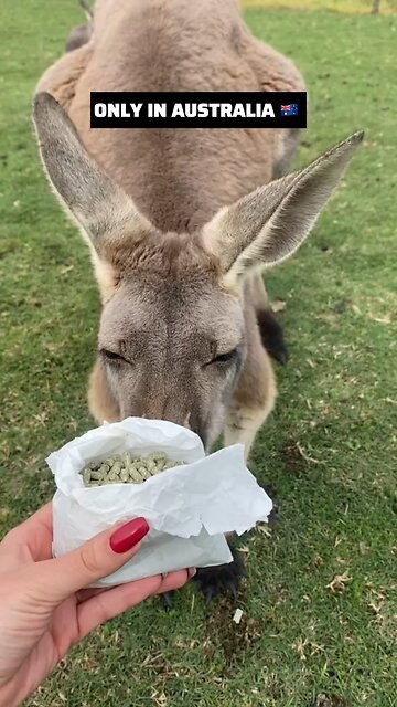Feeding a kangaroo