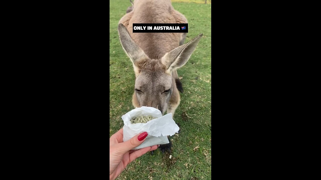 Feeding a kangaroo