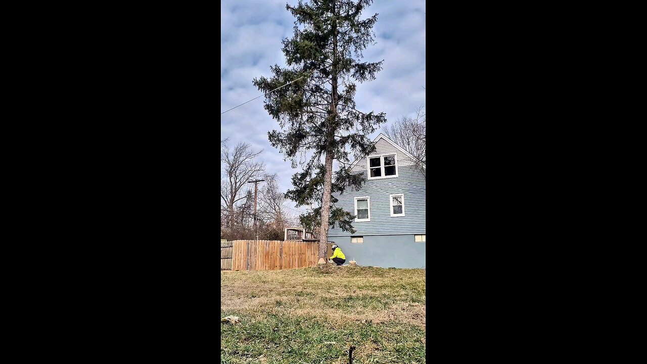 Precision Tree Felling: Leaning Towards a House, Pulled to Safety!